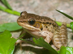Olive Frog photo 2