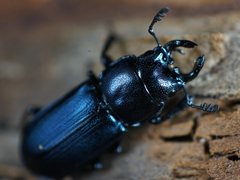 Platycerus oregonensis