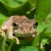 Temple Tree Frog - Photo (c) Liu JimFood, some rights reserved (CC BY-NC), uploaded by Liu JimFood