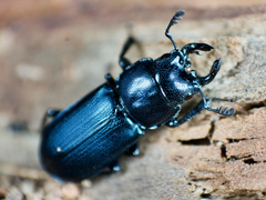 Platycerus oregonensis