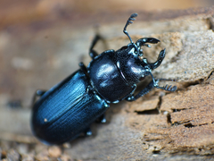 Platycerus oregonensis