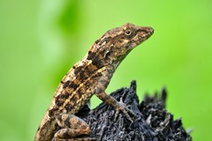 Anolis cybotes