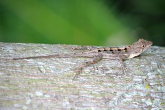 Large-Headed Anole photo 2
