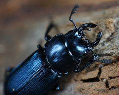 Platycerus oregonensis