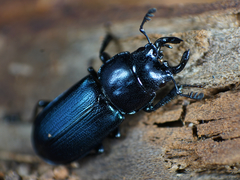 Platycerus oregonensis