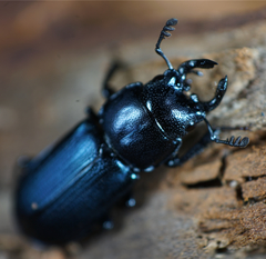 Platycerus oregonensis