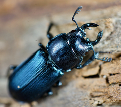 Platycerus oregonensis