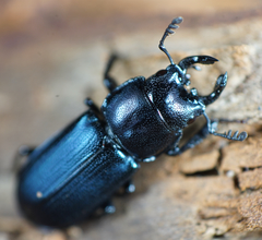 Platycerus oregonensis