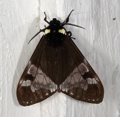 Dysschema marginalis