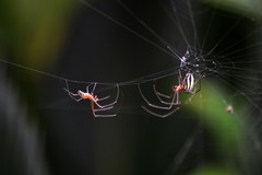 Leucauge argyra