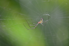 Leucauge argyra