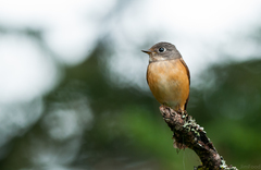 Muscicapa ferruginea
