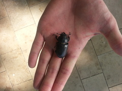 Lucanus cervus
