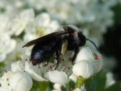 Andrena danuvia