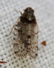 Tachycixius pilosus