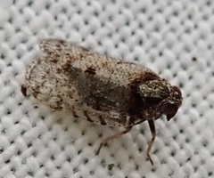 Tachycixius pilosus