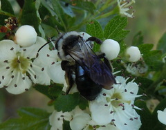 Andrena danuvia