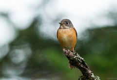 Muscicapa ferruginea