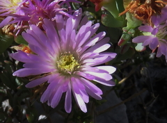 Lampranthus glomeratus