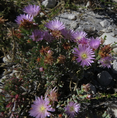 Lampranthus glomeratus
