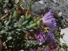 Lampranthus glomeratus