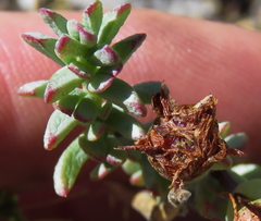 Lampranthus glomeratus