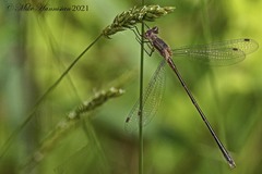 Lestes vigilax