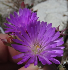 Lampranthus glomeratus