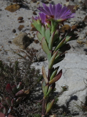 Lampranthus glomeratus