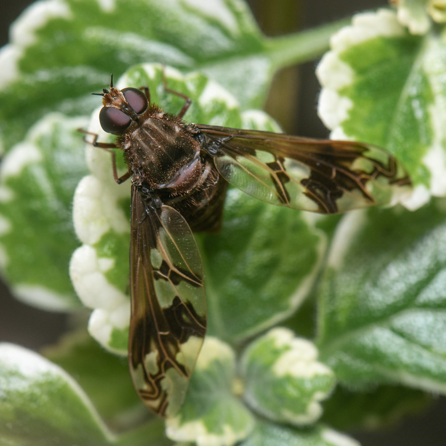 Oestrimyza