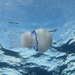 photo of Barrel Jelly (Rhizostoma pulmo)