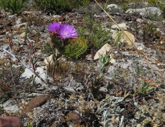 Lampranthus glomeratus