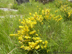 Aspalathus chortophila