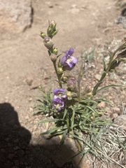 Penstemon ophianthus