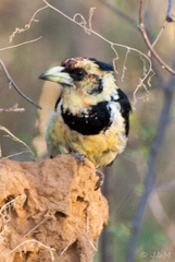Trachyphonus vaillantii vaillantii