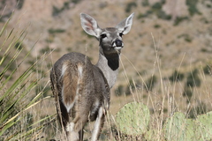 Odocoileus virginianus carminis