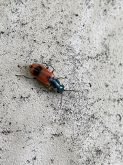 Anthocomus