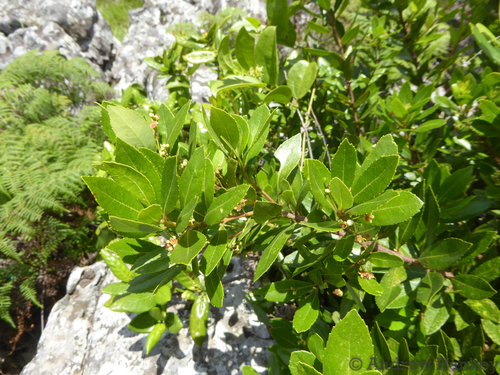 Image of Gerrardina foliosa by (c) Andrew Hankey, some rights reserved (CC BY-SA)
