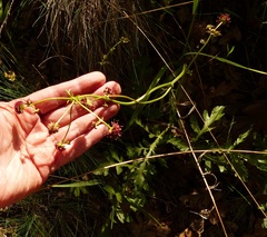 Sanicula bipinnatifida