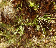 Sanicula bipinnatifida