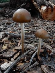 Oudemansiella gigaspora