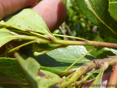 Image of Gerrardina foliosa by (c) Andrew Hankey, some rights reserved (CC BY-SA)