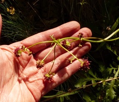Sanicula bipinnatifida