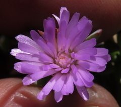 Lampranthus glomeratus