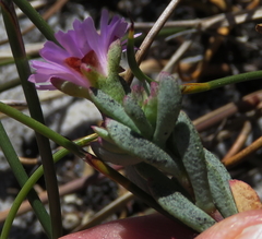 Lampranthus glomeratus
