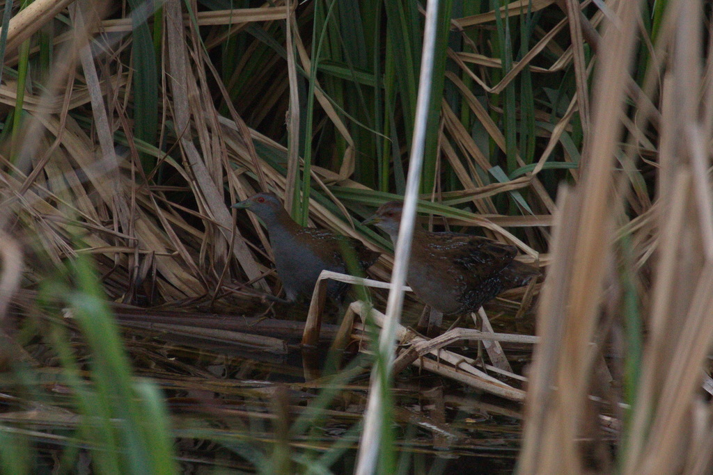 Baillon's Crake