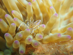 Periclimenes aegylios