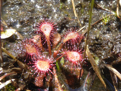 Drosera natalensis