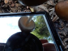 Oudemansiella gigaspora