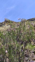 Campylanthus salsoloides